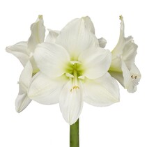 Amaryllis Enkel Wit - 1 Grote Bol