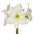 Jub Holland Amaryllis White - 1 Large Bulb