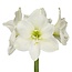 Jub Holland Amaryllis White - Large Flower Bulb - Flowering from November to March