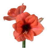 Jub Holland Amaryllis Zalm - Singel - Grote Bloembol - Kamerplant - Budget Sinterklaas - Kerst Cadeautjes