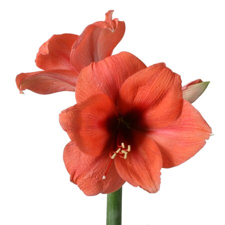 Jub Holland Amaryllis Salmon - Singel - Large Bulb - Houseplant - Fast And Easy In Bloom!