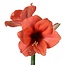 Jub Holland Amaryllis Zalm - Singel - Grote Bloembol - Kamerplant - Budget Sinterklaas - Kerst Cadeautjes