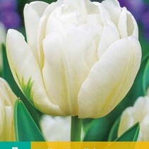 Tulp - Tulipa Mondial - 7 Bollen