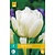 Jub Holland Tulp - Tulipa Mondial - 7 Bollen