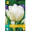 Jub Holland Tulp Mondial - Laagblijvend - Vroege Dubbele Witte Tulp