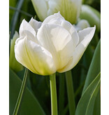 Jub Holland Tulip Mondial - Low growing - Early Double White Tulip