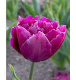 Jub Holland Tulp Showcase - Vroegbloeiend - Laagblijvende Dubbele Paarse Tulpen