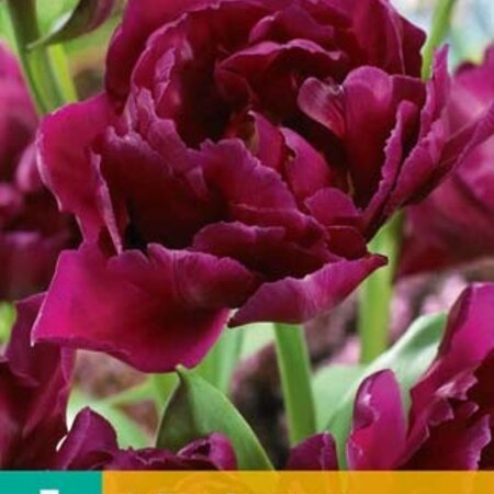 Jub Holland Tulp Showcase - Vroegbloeiend - Laagblijvende Dubbele Paarse Tulpen