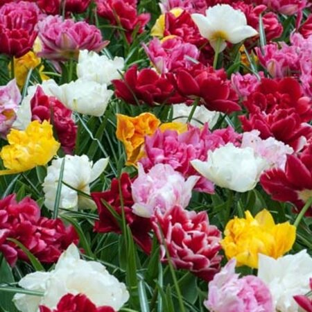 Jub Holland Tulp Double Early Gemengd - Dubbelbloemige Vroege Tulpen Mix