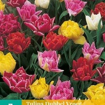 Tulip - Tulipa Double Early Mix - 7 Bulbs