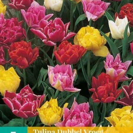 Jub Holland Tulip Double Early Mixed - Doppeltblühende frühe Tulpenmischung