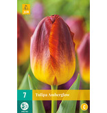 Jub Holland Tulp Amberglow -Een Unieke Kleur Combinatie Geel Met rood - Tulpenbollen