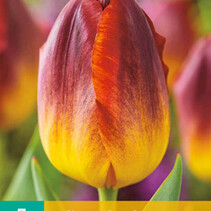 Tulp - Tulipa Amber Glow - 7  Bollen