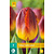 Jub Holland Tulip - Tulipa Amber Glow - 7 Bulbs