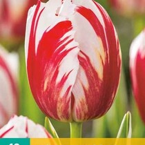 Tulip - Tulipa Carnival De Rio - 10 Bulbs