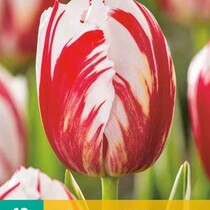 Tulp - Tulipa Carnaval De Rio - 7 Bollen