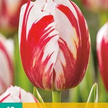 Tulp - Tulipa Carnaval De Rio - 7 Bollen