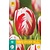 Jub Holland Tulp - Tulipa Carnaval De Rio - 7 Bollen