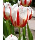 Jub Holland Tulpe Carnival De Rio - 7 Zwiebeln - Rote / Weiße Tulpen - Garden Select