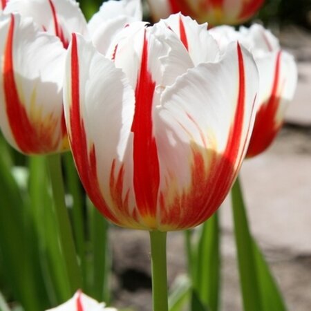 Jub Holland Tulpe Carnival De Rio - 7 Zwiebeln - Rote / Weiße Tulpen - Garden Select