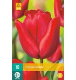 Jub Holland Tulp Escape - Rode Middelvroege Tulp - 10 Bloembollen - Garden Select