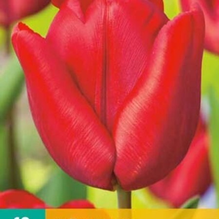 Jub Holland Tulp Escape - Rode Middelvroege Tulp - 7 Bloembollen - Garden Select