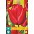 Jub Holland Tulp - Tulipa Escape - 7 Bollen