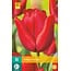 Jub Holland Tulip Escape - Red Medium Early Tulip - 10 Bulbs - Garden Select