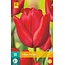 Jub Holland Tulp Escape - Rode Middelvroege Tulp - 7 Bloembollen - Garden Select