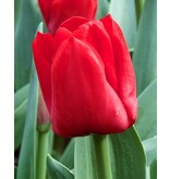 Jub Holland Tulip Escape - Red Medium Early Tulip - 7 Bulbs - Garden Select
