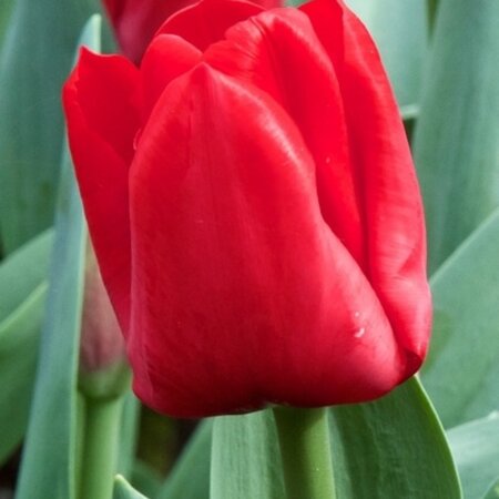 Jub Holland Tulp Escape - Rode Middelvroege Tulp - 7 Bloembollen - Garden Select