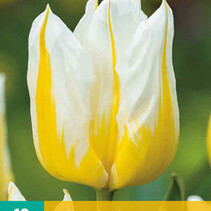 Tulip - Tulipa Flaming Agrass - 10 Bulbs