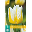 Jub Holland Tul Flaming Agrass - White / Yellow Flamed Tulip - 10 Bulbs