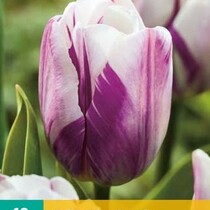 Tulpe - Tulipa Flaming Flag - 7 Blumenzwiebeln