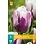 Jub Holland Tulp - Tulipa Flaming Flag - 7 Bollen
