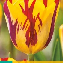 Tulp - Tulipa Helmar - 7 Bollen