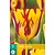 Jub Holland Tulip - Tulipa Helmar - 7 Bulbs