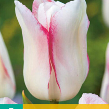 Jub Holland Tulpe Umarmungen und Küsse - Schöne weiße mit rosa Tulpe - Qualität Tulpenzwiebeln