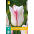 Jub Holland Tulp - Tulipa Hugs en Kisses - 7 Bollen
