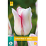Jub Holland Tulip Hugs and Kisses - Lovely White With Pink Tulip - Quality Tulip Bulbs