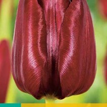 Tulp - Tulipa Mascara - 10 Bollen