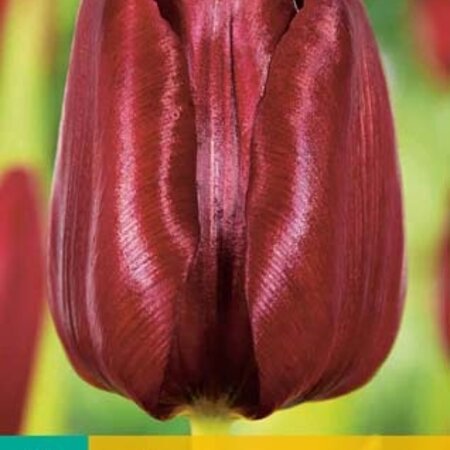 Jub Holland Tulp Mascara - Fraaie Donkerrode Tuintulp - Topkwaliteit Bloembollen