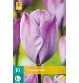 Jub Holland Tulpe Jacuzzi - Separate Violette Farbe Tulpe - 10 Qualität Blumenzwiebeln