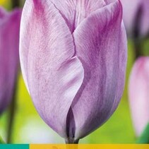 Tulp - Tulipa Jacuzzi - 7 Bollen