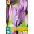 Jub Holland Tulp - Tulipa Jacuzzi - 7 Bollen