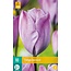 Jub Holland Tulpe Jacuzzi - Separate Violette Farbe Tulpe - 10 Qualität Blumenzwiebeln