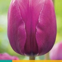 Tulip - Tulipa Negrita - 7 Bulbs
