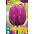 Jub Holland Tulp - Tulipa Negrita - 7 Bollen