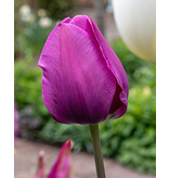 Jub Holland Tulp Negrita - Glanzende Paarse Tulp Op Lange Stelen - Populaire Tulpenbollen