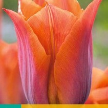 Tulp - Tulipa Request - 7 Bollen
